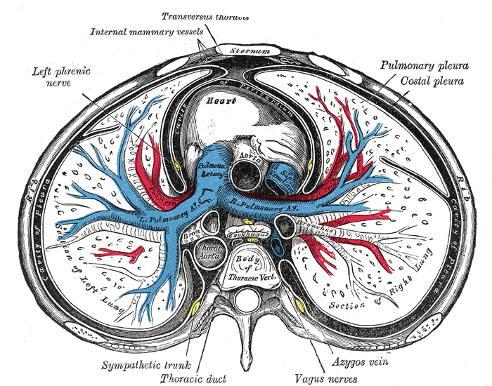 Sección transversal del tórax, que muestra el contenido del mediastino medio y posterior Sección transversal del tórax, que muestra el contenido del mediastino medio y posterior, las cavidades pleural y pericárdica.