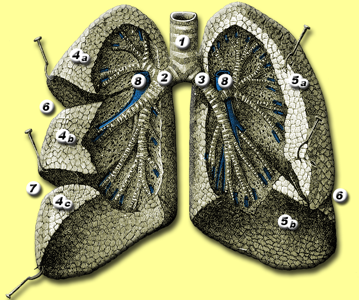 Lungs_anatomy